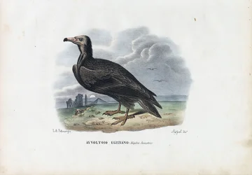 Schmutzgeier, 1863-79